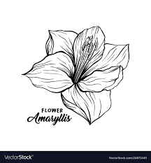 Awesome Flower Amaryllis Drawing And Pics Small Flower Drawings Cartoon Flowers Henna Drawings