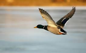 Here you will find tons of high quality and beautiful after registration you will have a number of additional features: 2560x1600 Duck Mid Flight Desktop Pc And Mac Wallpaper Duck Wallpaper Animals Birds Flying