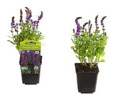 Die chinesen nutzten den salbei als medizin, deodorant und als konservierungsmittel. Garten Salbei Steppen Salbei 9 Cm Dehner