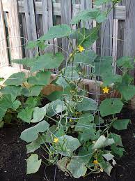 It increases with time, and the plant turns yellow and dries. Cucumber Diseases And Pests Description Uses Propagation