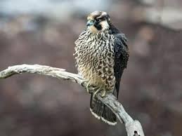 Suvisiaci Obrazok Pretty Birds Peregrine Peregrine Falcon