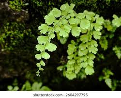 Image result for Pteridaceae