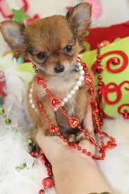 Chihuahuas shed very little and need only a quick brushing,usually after their bath. Elegant Teacup Chihuahua Teacup Chihuahua Puppies For Sale Teacup Puppies