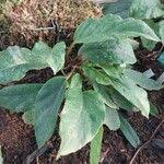 Image result for Begonia squamulosa