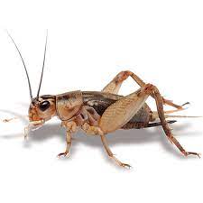 Crickets are cooked in the can to lock in flavor and freshness. Petwave Live Extra Small Crickets Overnight Shipping Bulk Pack Online Wholesale Australia