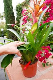 Some won't reach the biggest height by maturity, but some will. Propagating Bromeliads How To Remove And Pot Up Bromeliad Pups