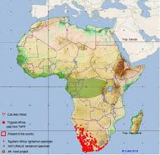 Image result for Sarcocornia decumbens