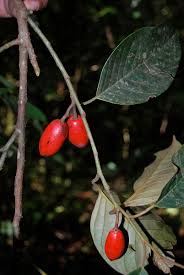 Image result for Icacinaceae