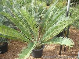 Image result for Encephalartos schmitzii