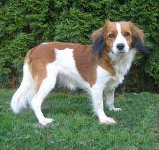Nederlandse kooikerhondjes (sometimes simply referred to as kooikerhondjes) are members of the sporting group. Meine Kooikerhondjemadchen Mystery Garden 1 Osterreichische Kooikerhondje Zucht Hunde Fotos Hundefotos Hunde