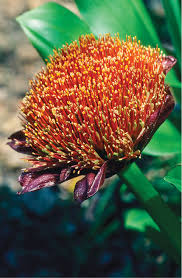 Image result for Scadoxus puniceus