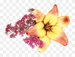 Tari lilin berasal dari daerah minangkabau, sumatera barat. Gambar Lilium Sketsa Lily Bunga Bahan Bunga Lili Png Pngwing