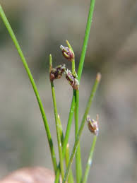 Image result for Isolepis