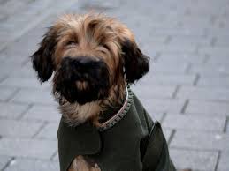 Welcome to kyeri tibetan terriers this site is dedicated to my dogs and the breed i love so much. Dog Breeds That Look Totally Different As Puppies