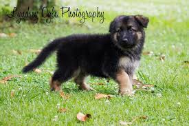 Black And Tan Puppies German Shepherd Black And Tan Plush Coat Czech Line German Shepherd Male Www Christiansguardianshepherds Com Breeds German Shepherd Puppies German Shepherd