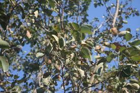 Image result for Pterocarpus rotundifolius