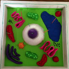 Pin On Animal And Plant Cells 3d