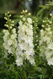 Image result for Delphinium leroyi