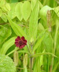 Image result for Aspilia kotschyi