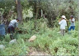 Maybe you would like to learn more about one of these? El Chile Piquin Capsicum Annuum L Var Aviculare En El Noreste De Mexico Aspectos Ecologicos Y Socioeconomicos Pagina 2 Monografias Com