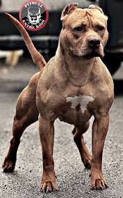 Bully Love Dogs Pitbull Dog Pitbulls
