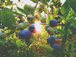Apr 21, 2020 · apples are a big export and likely the most common fruit trees grown in washington state, but fruit trees for the pacific northwest range from apples to kiwis to figs in some areas. Growing Small Fruits Berries In The Pnw Seattle S Favorite Garden Store Since 1924 Swansons Nursery