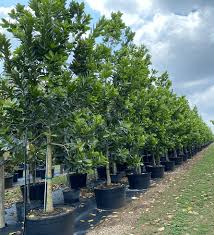 Image result for Calophyllum inophyllum