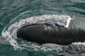 See full list on fisheries.noaa.gov Grey Whale Wildwhales