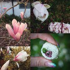 Pin On Forage Flowers You Can Eat