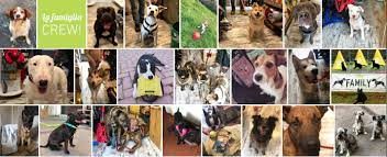 Click today to learn more about the dog breeds and puppies for sale. Thefamily Pet Store Home Facebook