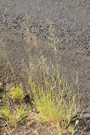 Image result for Aristida stenostachya