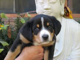 Is a border collie a good dog? A New Entlebucher Sennenhund Pup At Six Weeks Dogs Pup Doggy