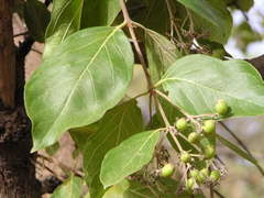 Image result for Craterispermum schweinfurthii