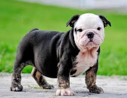 Safely ship your dog anywhere! Miniature English Bulldog Info Temperament Puppies Pictures