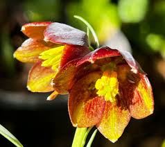 Image result for Uvaria schweinfurthii