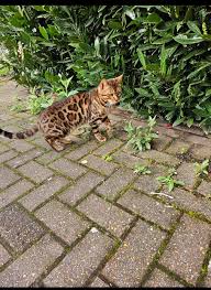 Hello everyone, sorry to post again about my little Picco.. i am just  desperate to find the truth