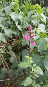 Image result for Salvia nilotica