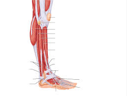 Side split has many names. Leg Muscles Side View Diagram Quizlet