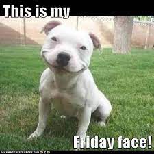 Happy friday quotes friday meme friday sayings snoopy friday work sayings friday messages funny friday good morning friday friday weekend. I Has A Hotdog Friday Funny Dog Pictures Dog Memes Puppy Pictures Pictures Of Dogs Dog Pictures Funny Pictures Of Dogs Dog Memes Puppy Pictures Doge Cheezburger