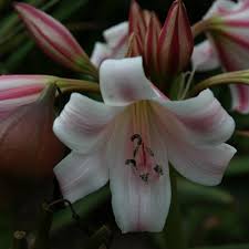 Image result for Crinum lugardiae