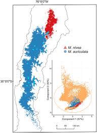 Image result for Oreophyton falcatum