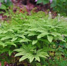 Image result for Adiantum