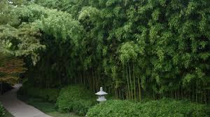 The water may be a simple reflecting. Bamboo For Japanese Gardens Bambu Batu