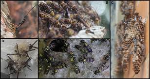 However, it returned shortly after and was seen biting the bird's head. Do Not Swat The Wasp Frontiers For Young Minds