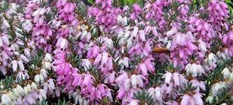 Heathers Heaths Portland Nursery