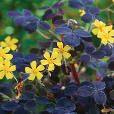 Image result for Oxalis obliquifolia