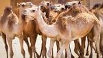 الإفراج عن شحنة تضم 4900