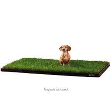 Maybe you would like to learn more about one of these? Indoor Potty Grass For Large Dogs Doggielawn