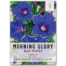 Image result for Ipomoea nil