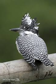 John S Hong Kong Birding Wuyuan County Jiangxi 16th To 18th June 2011 Colorful Birds Beautiful Birds Pet Birds